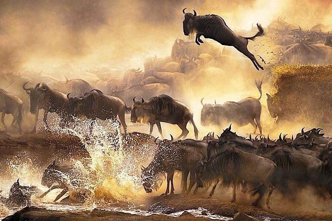 3 days 2 nights budget group safari to Maasai Mara National Reserve - The pop-roof safari van: visibility wins, comfort can be rough