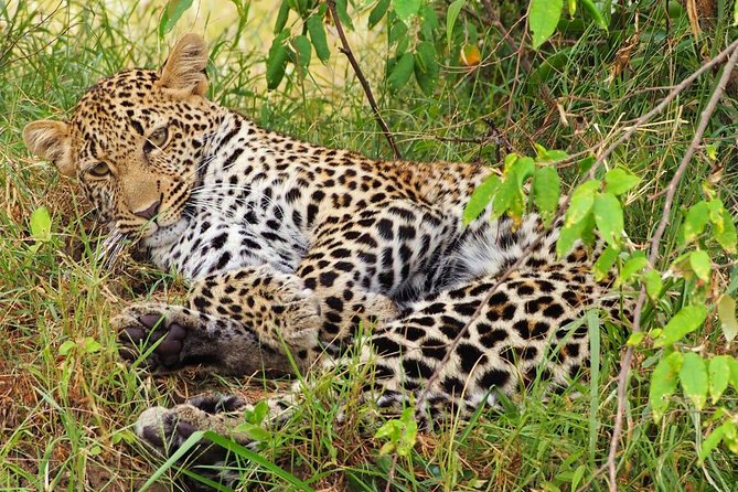 3 days 2 nights budget group safari to Maasai Mara National Reserve - Day 1 in Maasai Mara: lunch, check-in, then a sunset drive at 4 pm