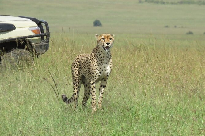 3 Days 2 nights Group joining Midrange Safari Tour in Masai maraa - The first Mara evening, check-in, and what camp life feels like