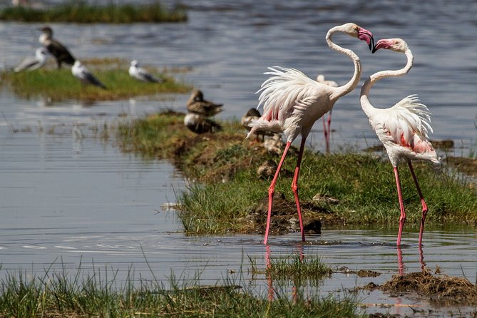 3 Days 2 Nights in Maasai Mara via The Great Rift Valley - Day 3 early drive, then Nairobi drop-off at JKIA