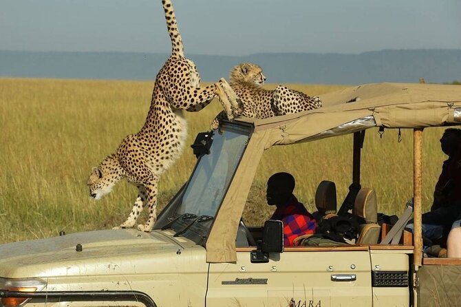 3 Days - 2 Nights Maasai Mara from Nairobi - Why This Maasai Mara Safari Works So Well for First-Timers