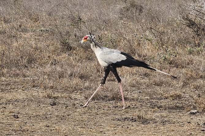 3 Days - 2 Nights Maasai Mara from Nairobi - Day 2: Pride Lands Picnic Lunch and a Full Day Game Drive