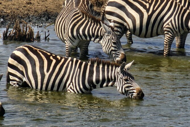 3 Days - 2 Nights Maasai Mara from Nairobi - Day 3: Early Morning Game Drive, Balloon Add-On, and the Return to Nairobi