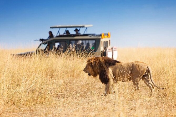 3 Days - 2 Nights Maasai Mara from Nairobi - Inside the Customized Pop-Up Roof Jeep: More Than a Pretty Ride