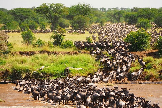 3 Days 2 Nights Maasai Mara Group Safari by 4WD From Nairobi - Key highlights