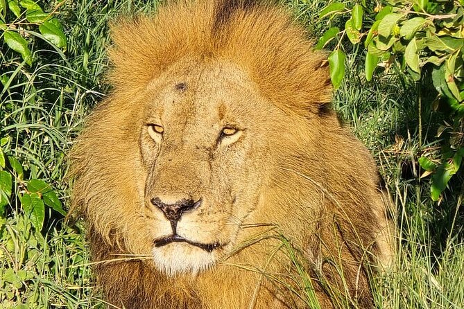 3 Days 2 Nights Maasai Mara Group Safari by 4WD From Nairobi - Day 3: Morning checkout and the drive back to Nairobi