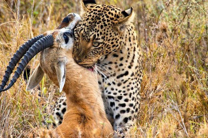 3 Days 2 Nights Maasai Mara Group Safari by 4WD From Nairobi - Meals and timing, and why the schedule feels efficient