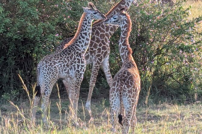 3 Days 2 Nights Maasai Mara Group Safari by 4WD From Nairobi - Price and value: what $187 per person includes, and what it does not