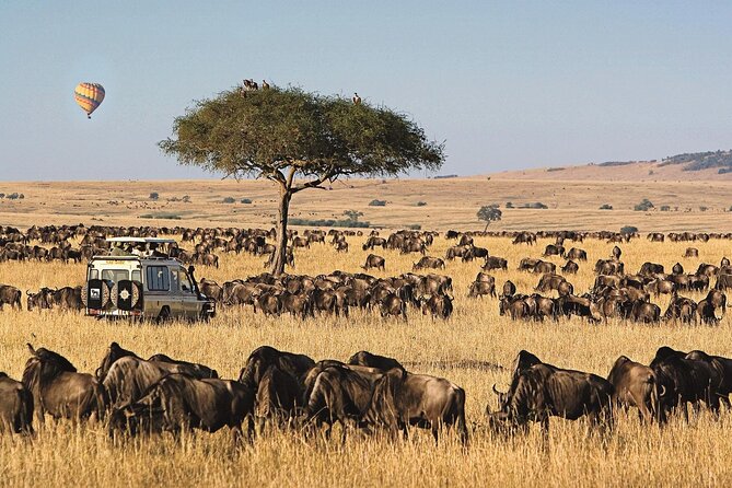 3 Days 2 Nights Maasai Mara National Reserve Joining Safari - Day 2: Early Big Five hunting, then Mara River hippos and crocodiles