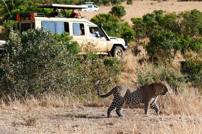 3 Days 2 Nights Masai Mara Joining Safari From Nairobi - Day 2 Full Day in the Reserve: Lions, Wildebeest, and Birds Everywhere