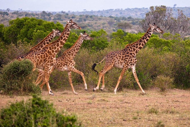 3 Days 2 Nights Masai Mara Joining Safari From Nairobi - Price and Park Fees: The $500 Rate Is Just Part of the Story