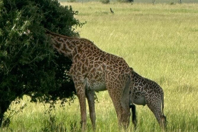 3 Days 2 Nights Masai Mara Road Transport Safari - Getting There: City Market Pickup, Rift Valley Break, and Narok Stops