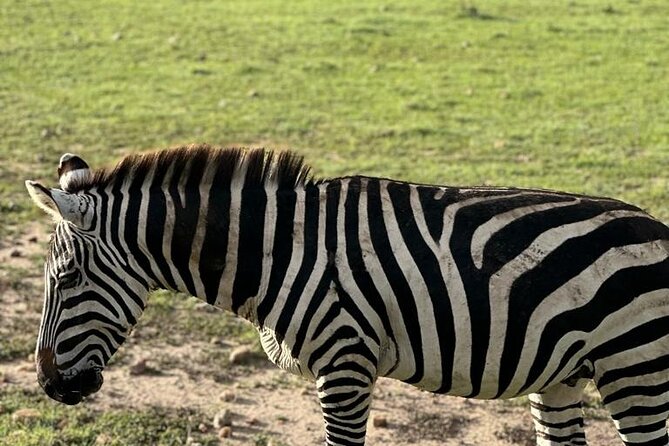 3 Days 2 Nights Masai Mara Road Transport Safari - What You Really Get for $360, Plus Likely Extras