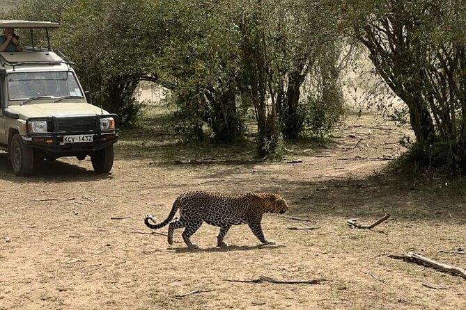 3 Days 2 Nights Masai Mara Road Transport Safari - Meals, Camp Nights, and the Pace That Keeps You Going
