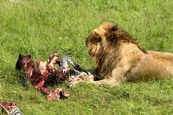 3 Days 2 Nights Masai Mara Road Transport Safari - Day 1 in the Mara: Lunch Check-In, 3:30pm Game Drive, and Bonfire Evenings