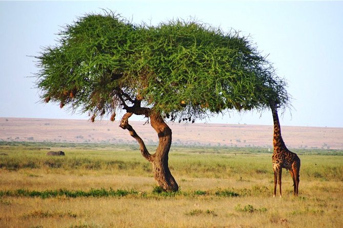 3 Days, 2 Nights Safari - Amboseli National Park and Tsavo West Adventure Safari - From Diani Beach to two safari worlds in one tight loop