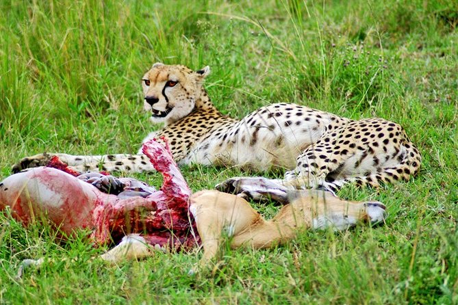 3 Days, 2 Nights Safari - Amboseli National Park and Tsavo West Adventure Safari - Day 2: Tsavo West to Amboseli, elephants, Kilimanjaro framing, and an interactive Maasai village