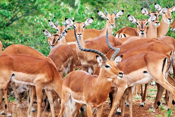 3 Days, 2 Nights Safari - Amboseli National Park and Tsavo West Adventure Safari - Day 3: Amboseli morning, Observation Hill walk, and the optional Tsavo East “red giants”