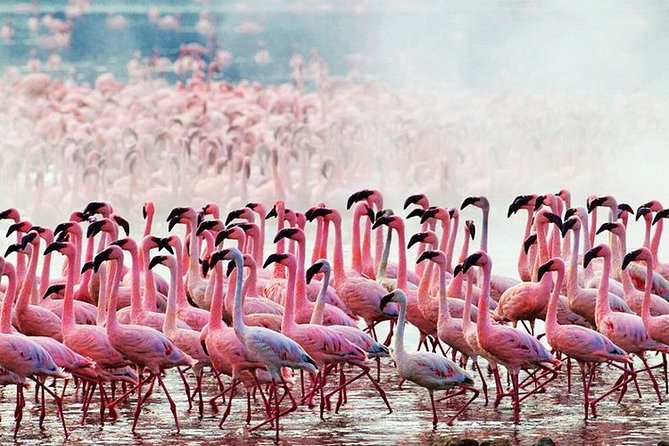 3 Days, 2 Nights Safari - Amboseli National Park and Tsavo West Adventure Safari - Is $845 good value for Amboseli plus Tsavo West?