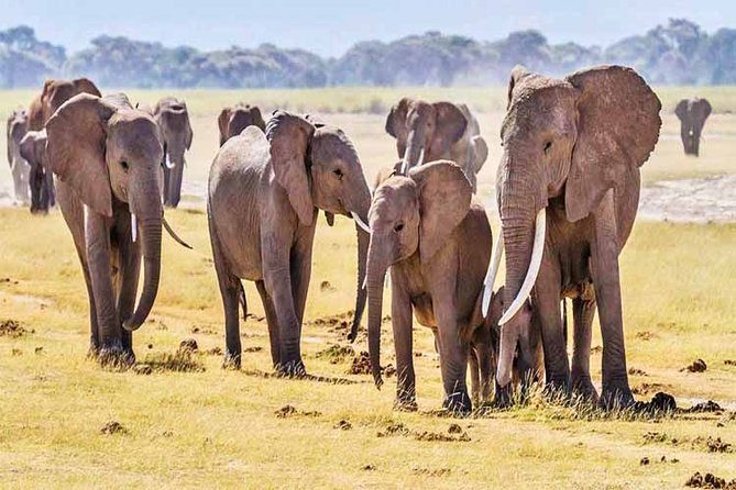 3 Days, 2 Nights Safari - Amboseli National Park and Tsavo West Adventure Safari - The guide factor, and what Francis-style spotting means
