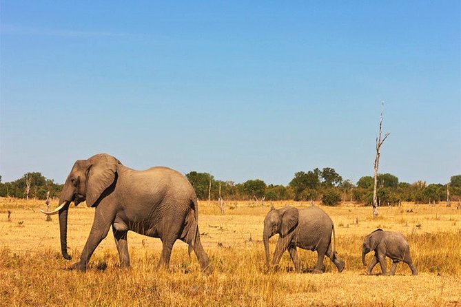 3 Days, 2 Nights Safari - Amboseli National Park and Tsavo West Adventure Safari - Day 1: Tsavo West National Park, game drives plus a serious wildlife checklist
