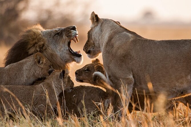 3 Days, 2 Nights Safari - Luxury Maasai Mara from Kisumu/Nairobi - Day 1 in the Maasai Mara: Arrival Timing and the First Afternoon Game Drive