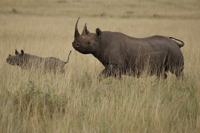 3 Days, 2 Nights Safari - Luxury Maasai Mara from Kisumu/Nairobi - Lions, the Marsh Boys, and How to Think About Predator Watching