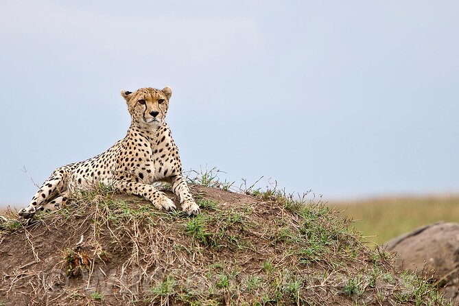 3 Days, 2 Nights Safari - Luxury Maasai Mara from Kisumu/Nairobi - Day 2: Sunrise and the Full-Day Game Drive in Maasai Mara