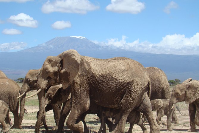 3 days, 2 nights safari to Amboseli National park from Nairobi - Day 2: Kilimanjaro early, view points, safari walks, and a swim option