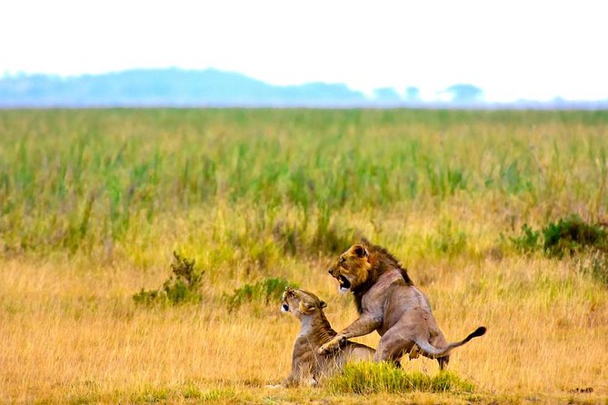 3 days, 2 nights safari to Amboseli National park from Nairobi - What Amboseli offers beyond the photos: habitats, swamps, and Big Five context