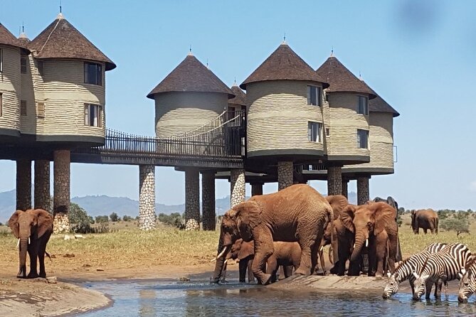 3 Days 2 Nights Safari to Saltlick Lodge from Nairobi - Key highlights you will feel on the ground