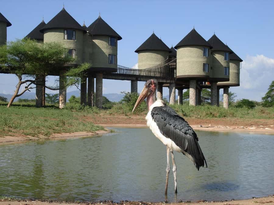3 days 2 nights saltlick safari from diani/mombasa - Key Things That Make This Safari Worth Your Time