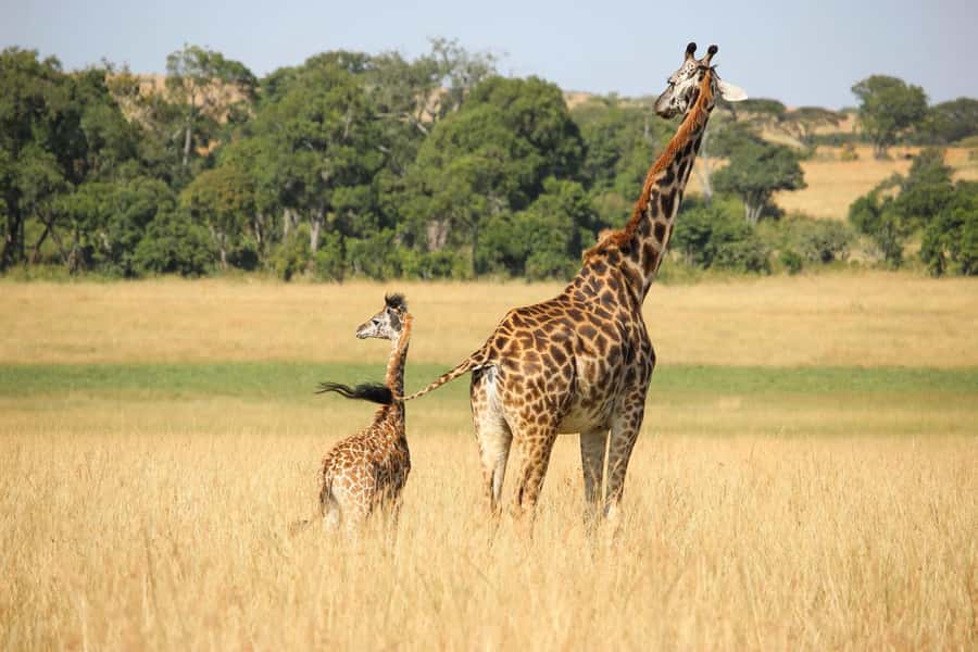3 days 2 nights saltlick safari from diani/mombasa - Salt Lick Lodge Meals: Full Board and a Real Buffet
