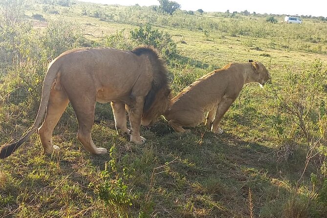 3 Days Adventure Tour in Masai Mara - Entering Masai Mara Rhythm, From Nairobi’s 6:30 am Start