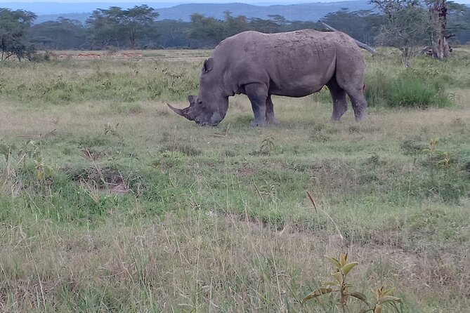 3 Days Adventure Tour in Masai Mara - Day 2 Deep in the Reserve, Big Five Odds Plus a Packed Lunch by the River