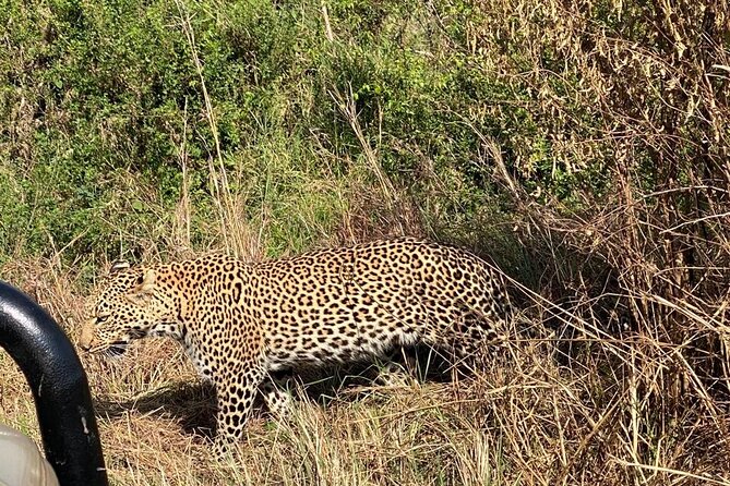 3 Days Adventure Tour in Masai Mara - Price and Logistics, What $990 Really Buys You