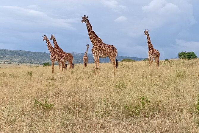 3 Days Adventure Tour in Masai Mara - What to Pack for This 3-Day Wildlife Rhythm