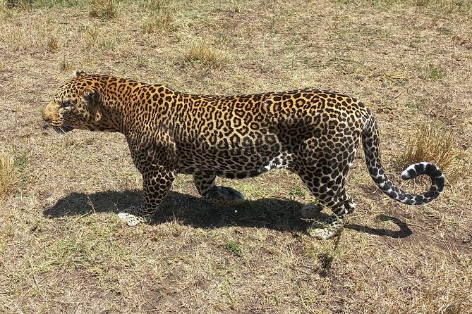 3 Days Adventure Tour in Masai Mara - Mara River Arrival Lunch, Check-In, and a Sunset Game Drive