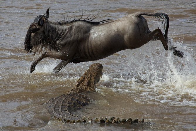 3 Days adventurous Maasai Mara Budget Group Safari - Nairobi pickup at 8:00, westbound to the Mara, then an evening game drive