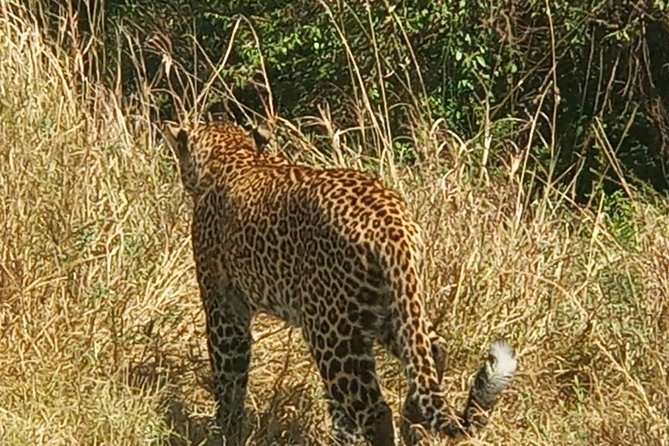 3 Days adventurous Maasai Mara Budget Group Safari - Tented nights at Miti Mingi Eco Camp, hot showers and basic comfort