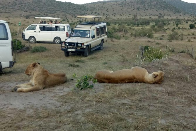 3 Days adventurous Maasai Mara Budget Group Safari - Big Five odds, and how to set expectations without ruining the fun