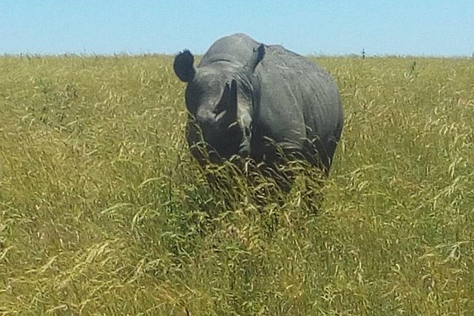 3 Days adventurous Maasai Mara Budget Group Safari - Price and value at $850, plus what to verify before you lock it in