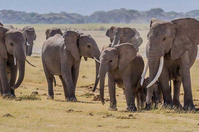 3 days Amboseli, Land of Kilimanjaro - Day 3: Morning drive, Masai village visit, back to Nairobi