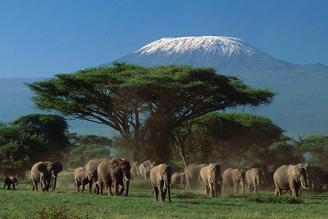 3 days Amboseli, Land of Kilimanjaro - Day 2: Long Amboseli day, breakfast to packed lunch, predators plus the prey