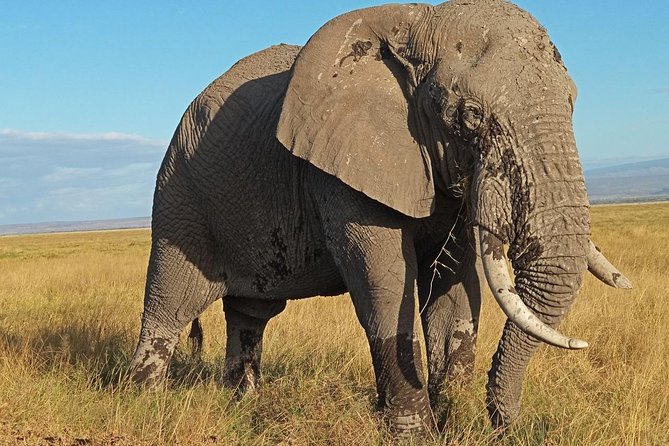 3 Days Amboseli National Park - Key Things to Know Before You Go