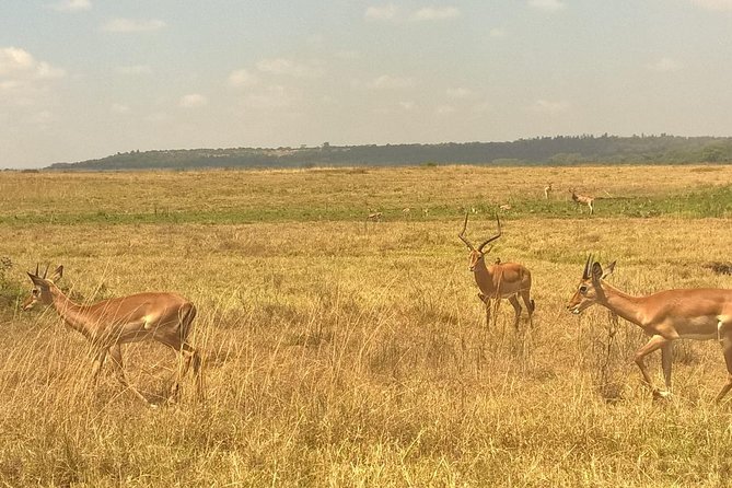 3 Days Amboseli National Park - Elephants at Camp and Kilimanjaro at Sunrise