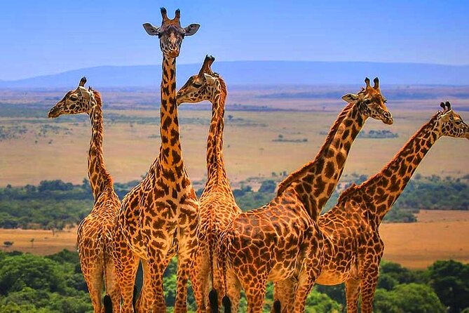 3 Days Amboseli National Park - A Max of 8 People, So You Actually Get Time With the Guide