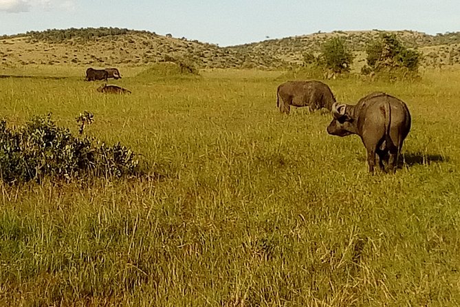 3 Days Amboseli National Park - Should You Book Smile View Kenya Tours And Travel