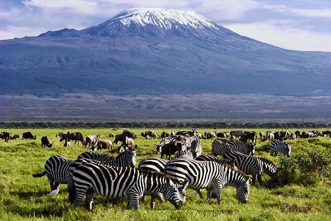 3 Days Amboseli National Park safari - Key highlights I’d plan around