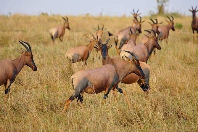 3 Days Amboseli National Park safari - Day 2: sunrise drive plus the long all-day safari